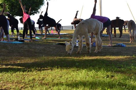 Alpaca yoga, Elitch Gardens, plus 8 things to do this weekend